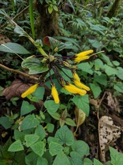 Columnea strigosa