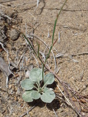 Eriogonum vimineum