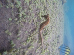 Hippocampus ingens