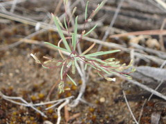 Gayophytum