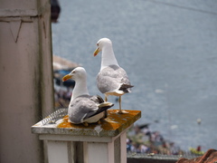 Larus michahellis