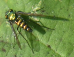 Condylostylus occidentalis