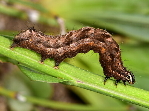 Thysanoplusia daubei