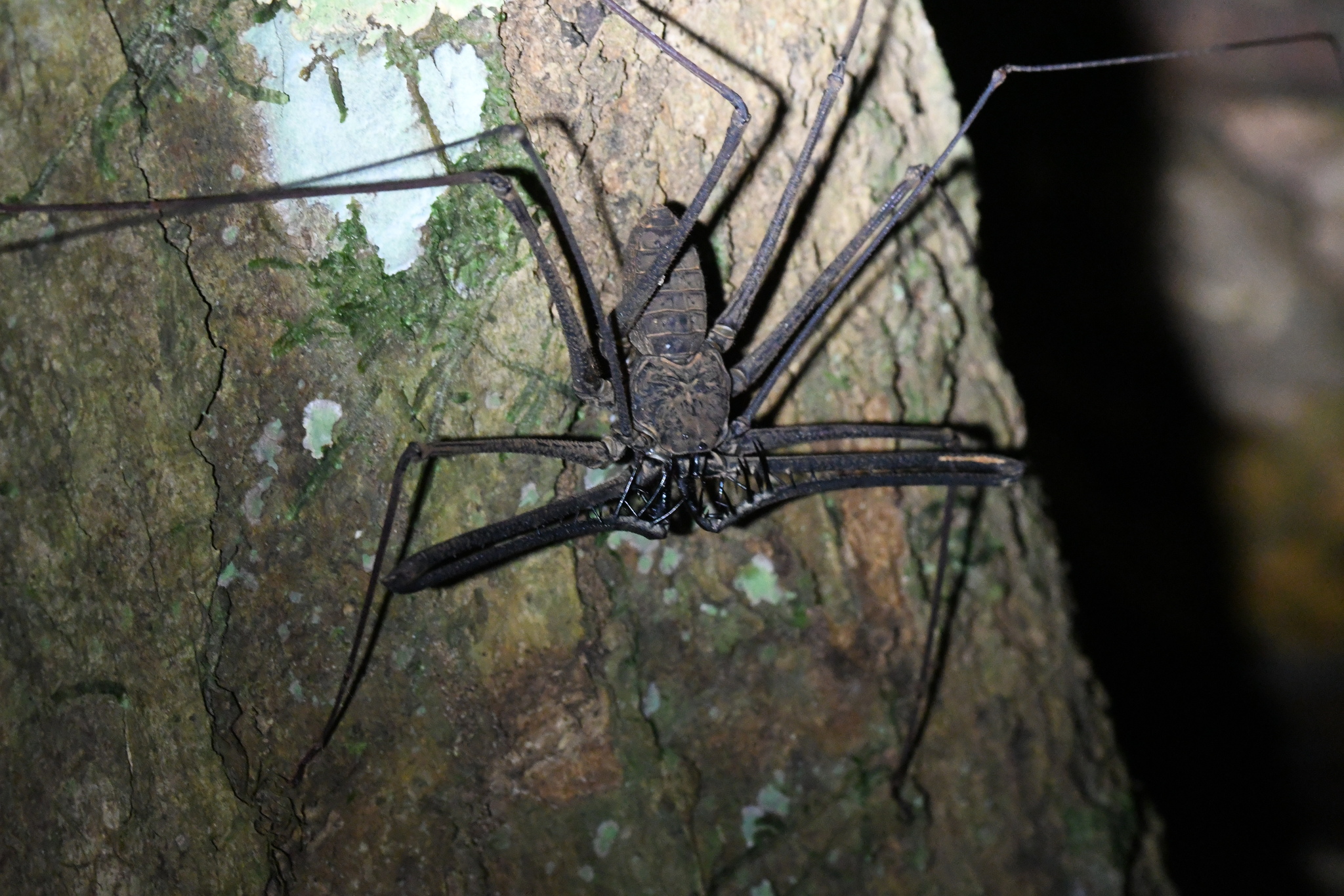 Heterophrynus batesii (Butler, 1873)