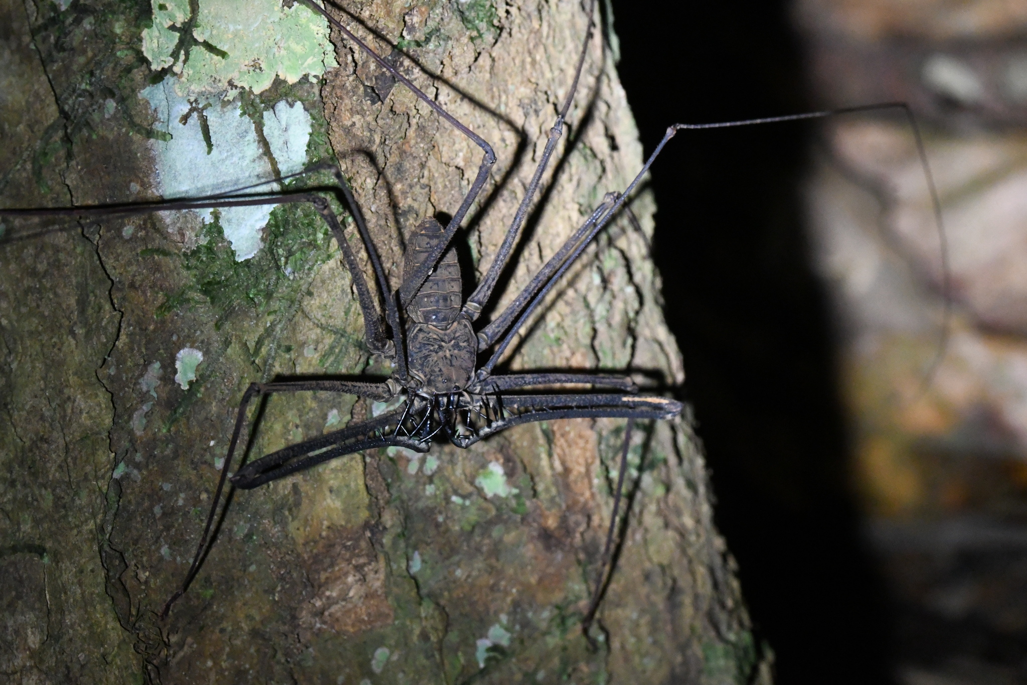 Heterophrynus batesii (Butler, 1873)