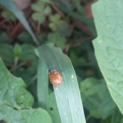 Mulsantina mexicana