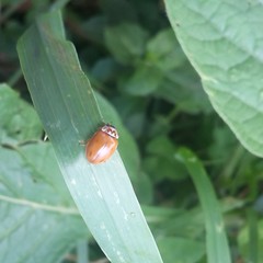 Mulsantina mexicana