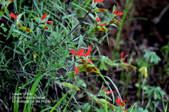 Castilleja integrifolia