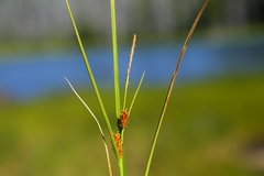Carex vesicaria