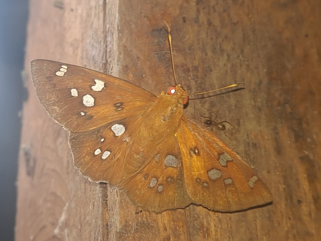 Dyscophellus damias