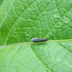 Graphocephala flavovittata