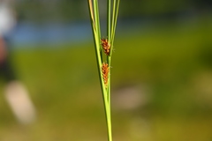 Carex vesicaria