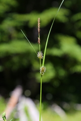 Carex vesicaria
