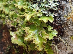 Sticta martinii