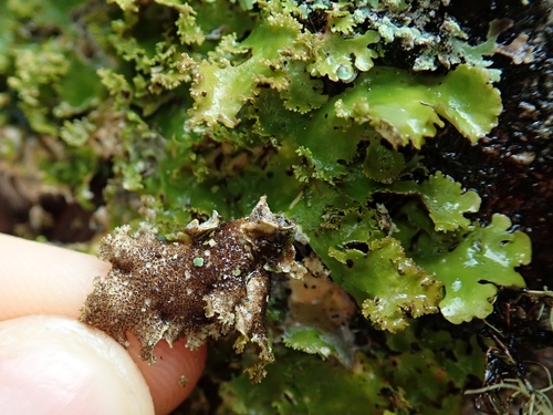 Sticta martinii