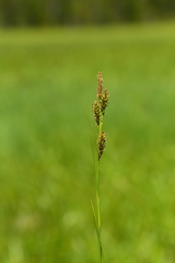 Carex luzulina