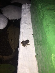 Pristimantis altamazonicus