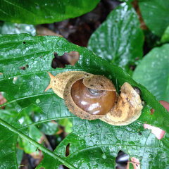 Megaustenia imperator