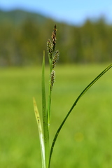 Carex luzulina