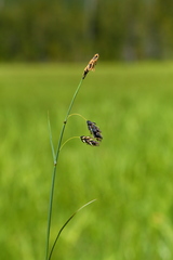 Carex pluriflora