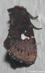 Elusa puncticeps