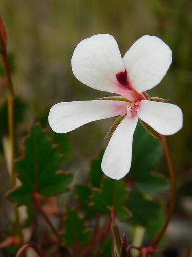 bristle-leaf pelargonium (Pelargonium setulosum)