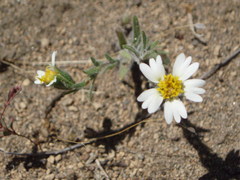 Layia glandulosa