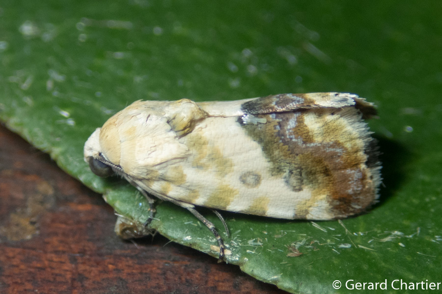 Acontia marmoralis