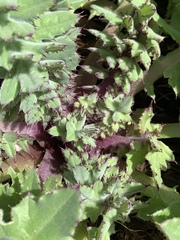 Cirsium fontinale