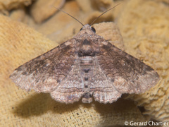 Pericyma cruegeri
