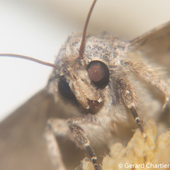 Pericyma cruegeri
