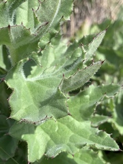 Cirsium fontinale
