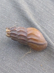 Juga plicifera