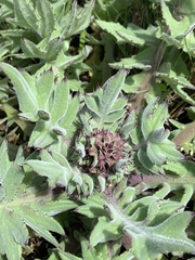 Cirsium fontinale