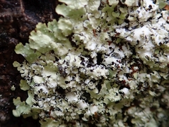 Punctelia novozelandica