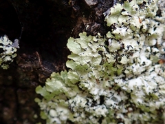 Punctelia novozelandica