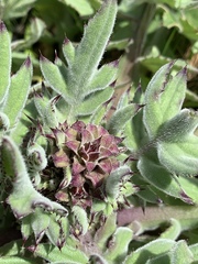 Cirsium fontinale