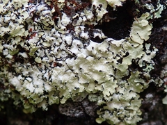 Punctelia novozelandica