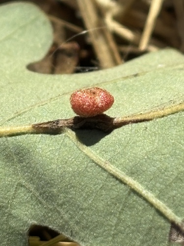 iNaturalist observation photo of Convoluted Gall Wasp