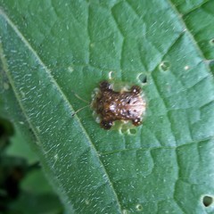 Helocassis testudinaria