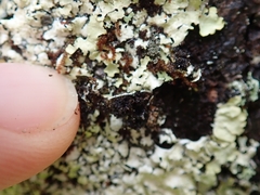 Punctelia novozelandica