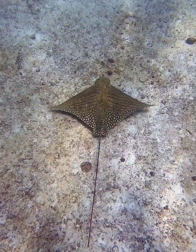 Eagle ray