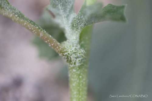 Atriplex suberecta