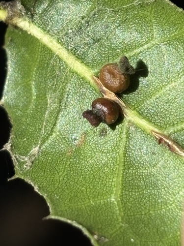 iNaturalist observation photo of Kernel Flower Gall Wasp