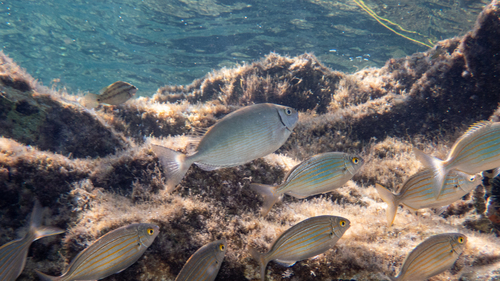 Marbled spinefoot (Siganus rivulatus) — Siganidae — 5