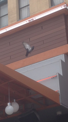 Columba livia