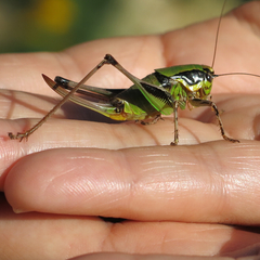 Eupholidoptera chabrieri