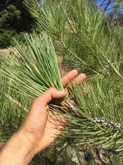 Pinus coulteri