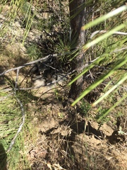 Pinus coulteri