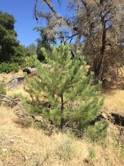 Pinus coulteri